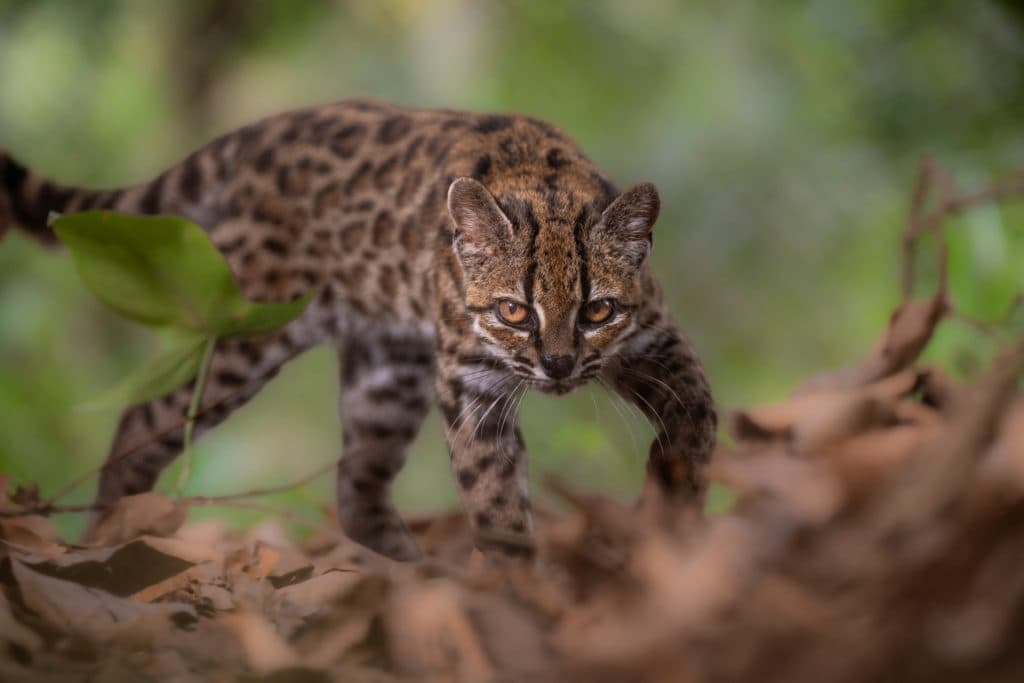 New wild cat species discovered in Bolivia for first time in century