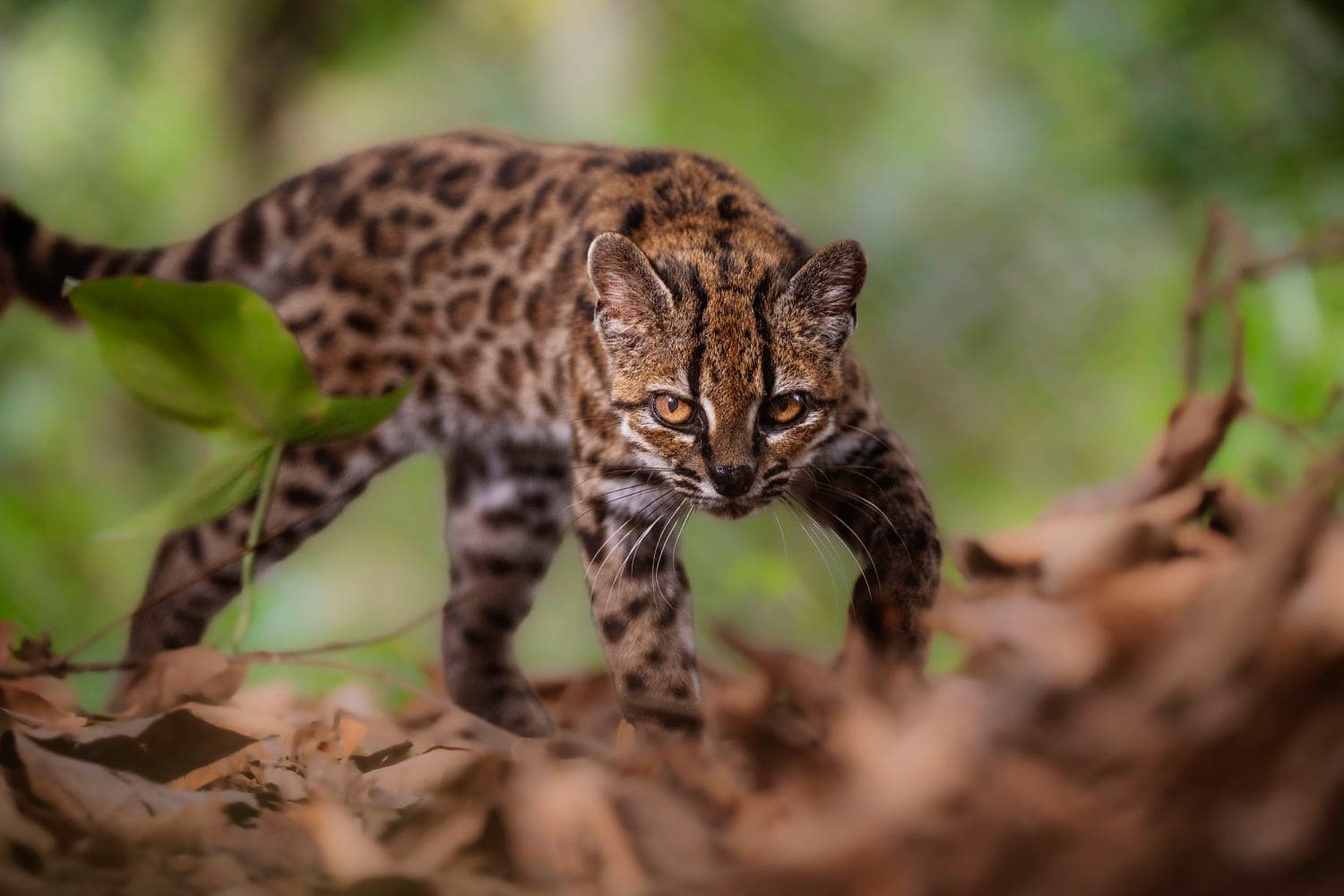 New Wild Cat Species Discovered in Bolivia After 100 Years