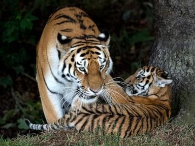 Man attacked by tiger after entering enclosure at Yorkshire Wildlife Park